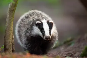 Sett: European Badger