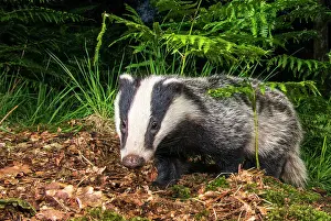 Secretive: European Badger