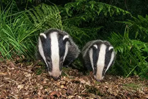 Partner: European Badger