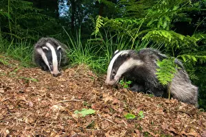 Secretive: European Badger