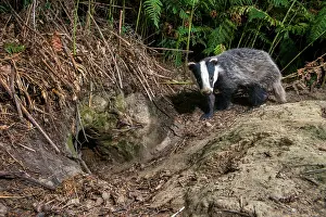 Secretive: European Badger