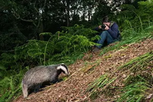 Secretive: European Badger