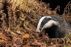 Ashdown: European Badger