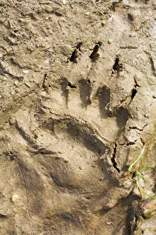 Gulpen: European Badger