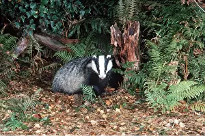 Jack Bailey: European Badger