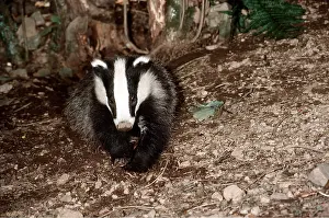 R T Smith: European Badger