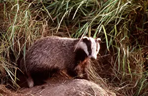 Geoff Trinder: European Badger