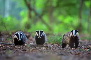 Curious: European Badger