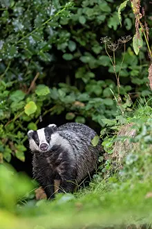 Badger: EUROPEAN BADGER