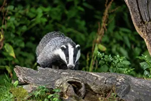 Badger: EUROPEAN BADGER