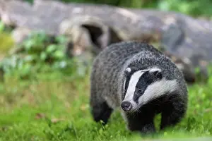 Badger: EUROPEAN BADGER