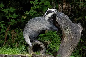Badger: EUROPEAN BADGER