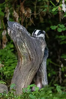 Badger: EUROPEAN BADGER