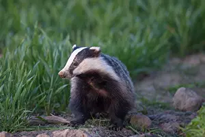 Badger: European Badger