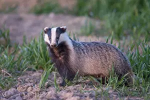 Badger: European Badger