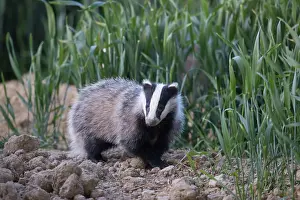 Holstein: European Badger