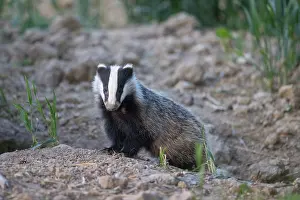 Holstein: European Badger