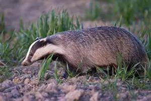 Holstein: European Badger - adult badger - Germany