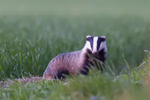 Holstein: European Badger - adult badger - Germany