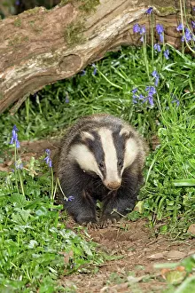 European Badger - in Bluebells at spring