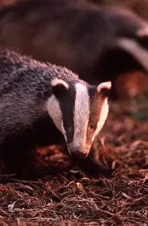 Geoff Trinder: European Badger - close-up of head