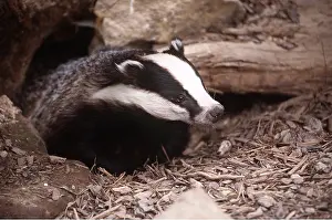 Holes: European Badger - close-up, at sett