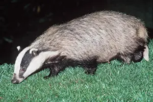 Smelling: European Badger - Close-up, side view