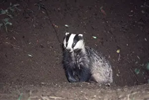 Setts: European Badger - coming out of sett