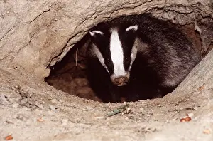 Emerging: European Badger - coming out of sett entrance