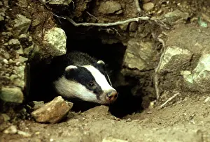 Emerging: European Badger - coming out of sett entrance