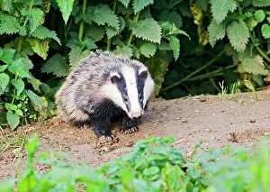 Setts: European Badger - cub at entrance to sett, evening daylight