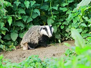 Setts: European Badger - cub at entrance to sett, evening daylight