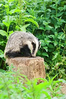 Sett: European Badger - cub feeding from log by sett