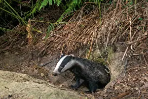 Secretive: European badger cub at sett entrance hole