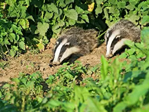 Setts: European Badger - cubs at entrance to sett, evening daylight