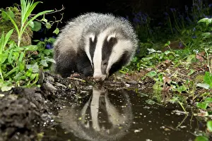 Puddles: European Badger - drinking from pool