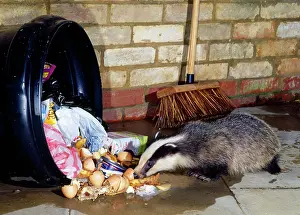Dustbin: European Badger - at dustbin