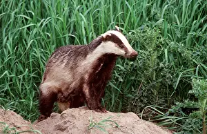 Geoff Trinder: European Badger - on earth mound of badger sett