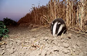 Digging: European Badger - edge of field