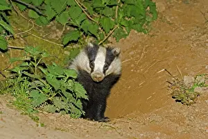 Setts: European badger - emerging from sett