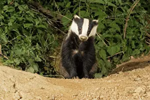 Setts: European badger - emerging from sett