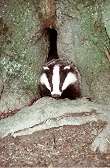 Root: European BADGER - by entrance to hole in tree trunk
