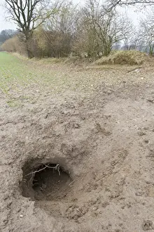 200617: European Badger - entrance to set - Germany