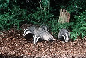 Scavenging: European Badger - family foraging in undergrowth in Autumn