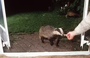 Hands: European Badger - being fed by hand at kitchen door