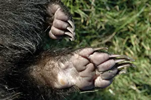 Toes: European Badger - feet showing pads and claws