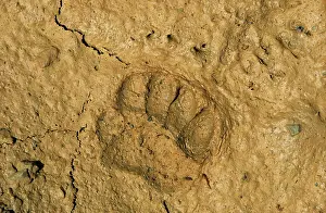 Pugmarks: European Badger - footprint in the mud