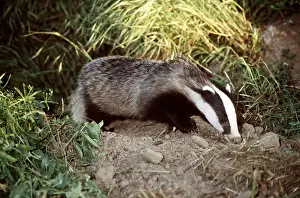 Digging: European Badger - foraging in earth