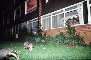 European Badger - two in garden, with people watching