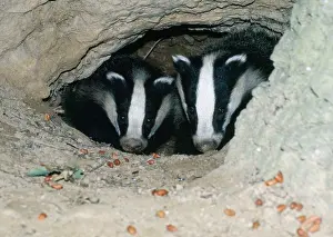 Setts: European BADGER - two heads in set